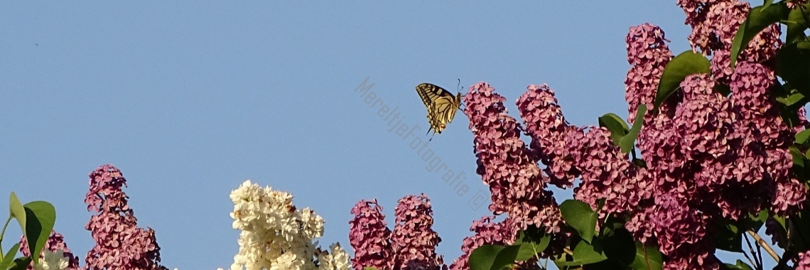 Koninginnenpage | MereltjevanBrabant