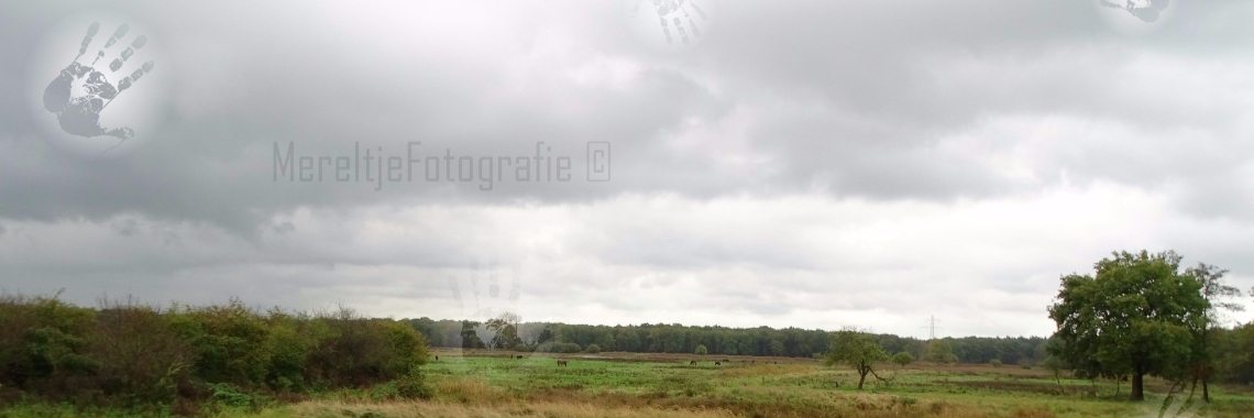 Mereltje Fotoraadsels | MereltjevanBrabant