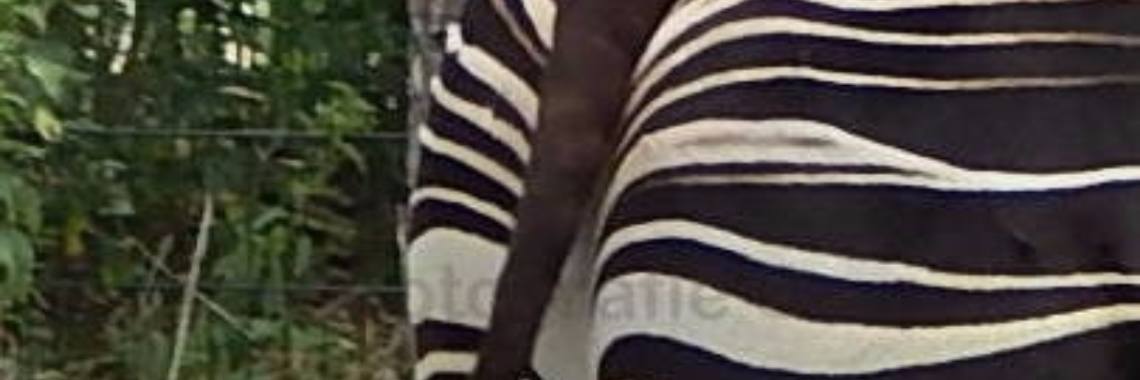 Mereltje "Wie weet" van de week 15 | MereltjevanBrabant