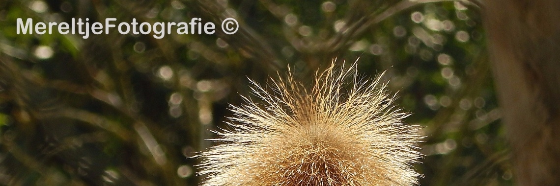 Mereltje "Wie weet"van de week 16 | MereltjevanBrabant