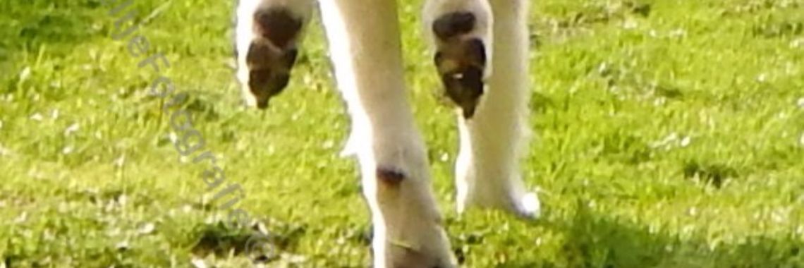 Mereltje "Wie weet"van de week 17 | MereltjevanBrabant