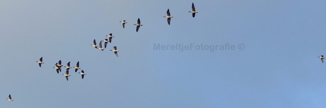 Mereltje "Wie weet"van de week 18 | MereltjevanBrabant