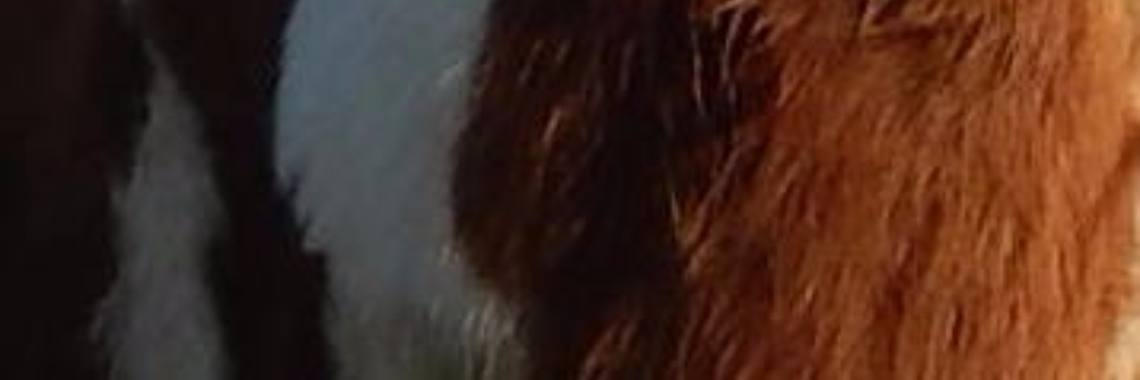 Mereltje "Wie weet"van de week 20 | MereltjevanBrabant