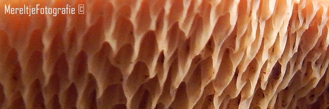 Mereltje "Wie weet"van de week 21 | MereltjevanBrabant