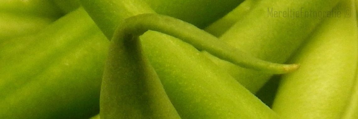 Mereltje "Wie weet"van de week 23 | MereltjevanBrabant