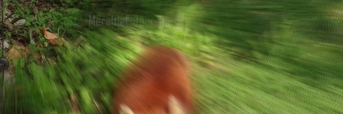 Mereltje "Wie weet"van de week 24 | MereltjevanBrabant