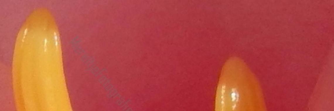 Mereltje "Wie weet"van de week 25 | MereltjevanBrabant