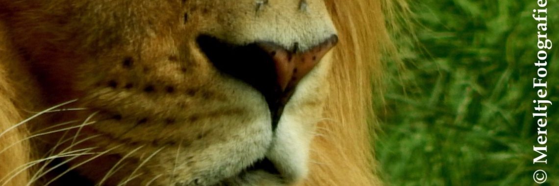 Mereltjes prikbord | MereltjevanBrabant