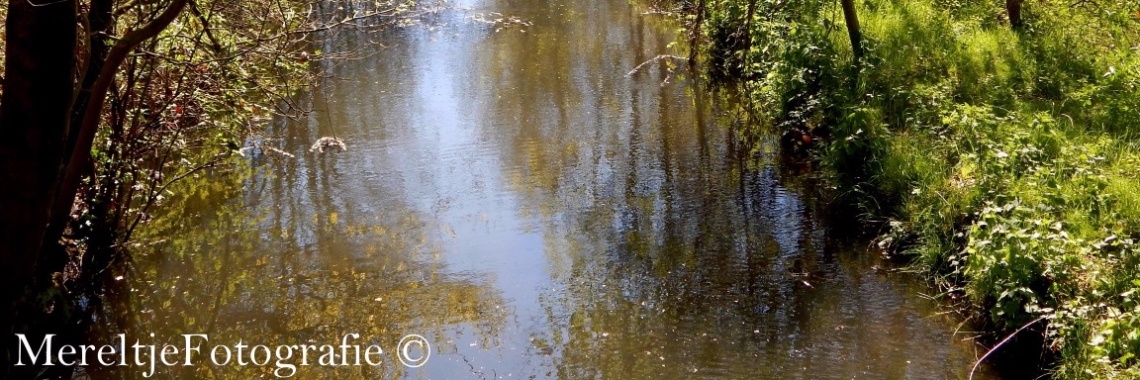 Mereltjes "Wie weet" van de week 12 | MereltjevanBrabant