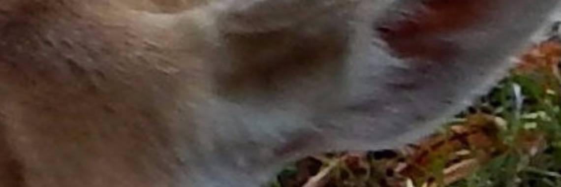 Mereltjes "Wie weet"4  Welk dier is dit? | MereltjevanBrabant