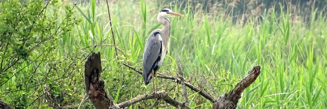 Reigers in Nederland (en België) | MereltjevanBrabant