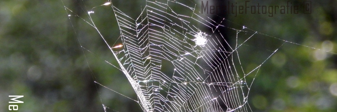 Spelen met spinneweb | MereltjevanBrabant