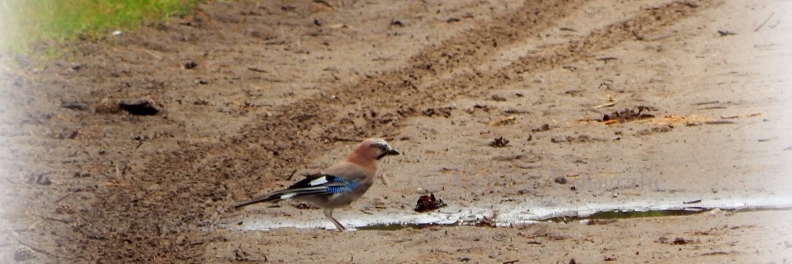 Vlaamse gaai ofwel de schreeuwekster | MereltjevanBrabant