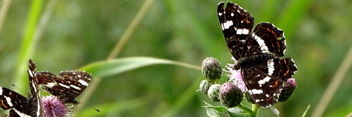 Vlinder: landkaartje | MereltjevanBrabant
