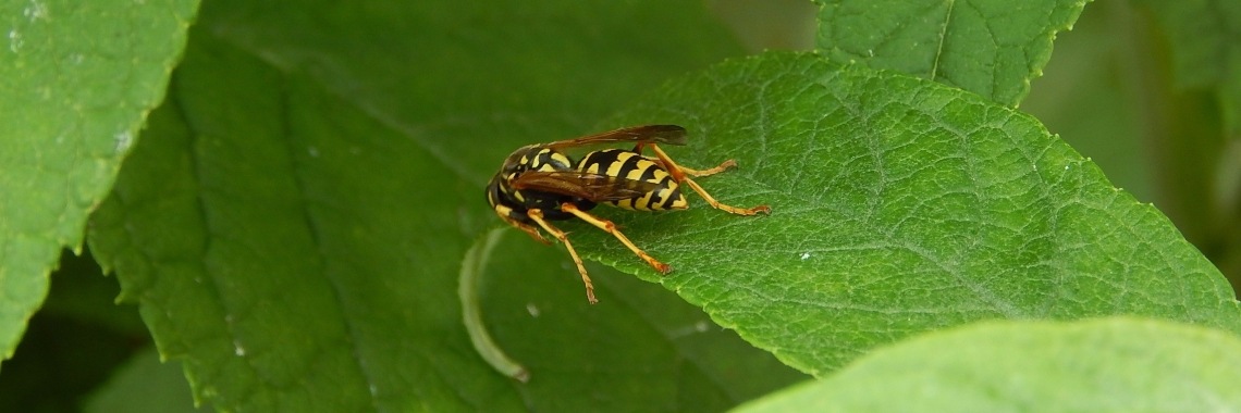 Wesp angstaanjagend maar mooi | MereltjevanBrabant