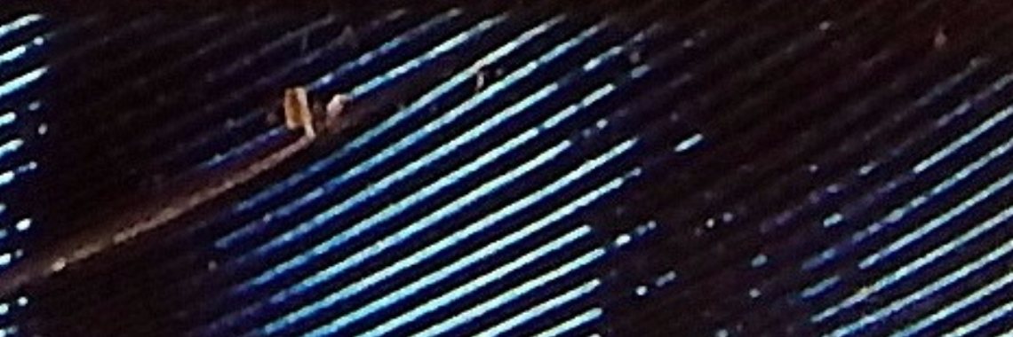 Mereltjes "Wie weet" van de week 1 | MereltjevanBrabant