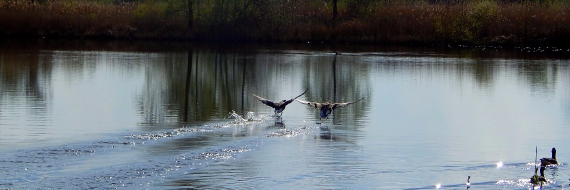 Waar zijn deze ganzen zo bang voor? | MereltjevanBrabant