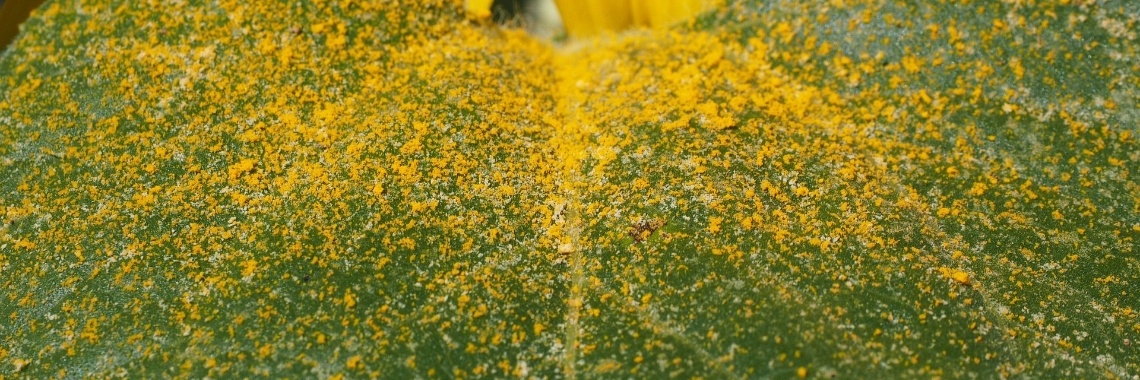 Hatsjie... 5 natuurlijke middeltjes tegen hooikoorts... | Mevrouw Stip...