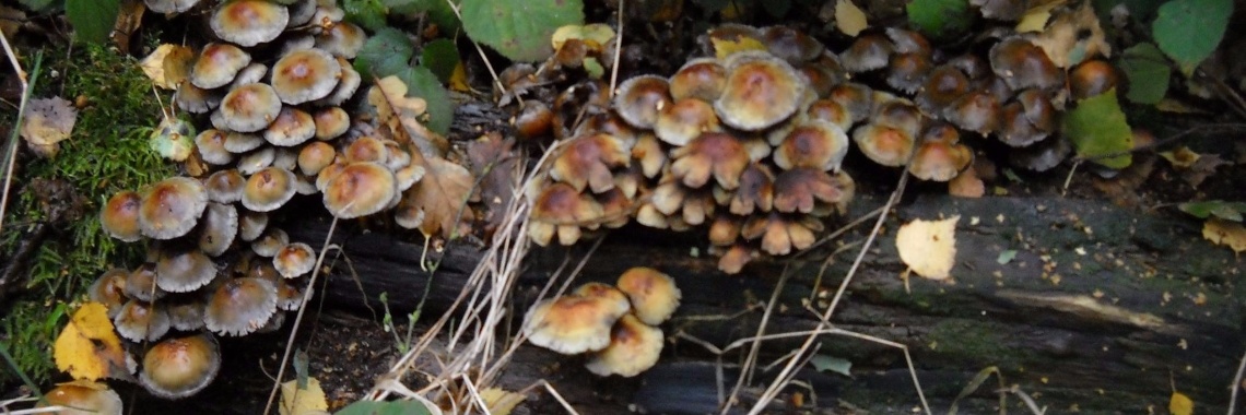 Welkom herfst... | Mevrouw Stip...