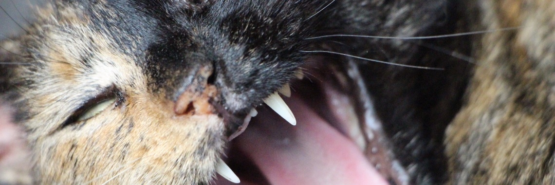 Fotomodelletje | Lisannebrouwerx