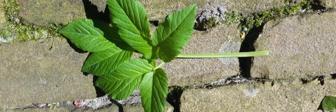 Wortel trekken | Alice Huiberts