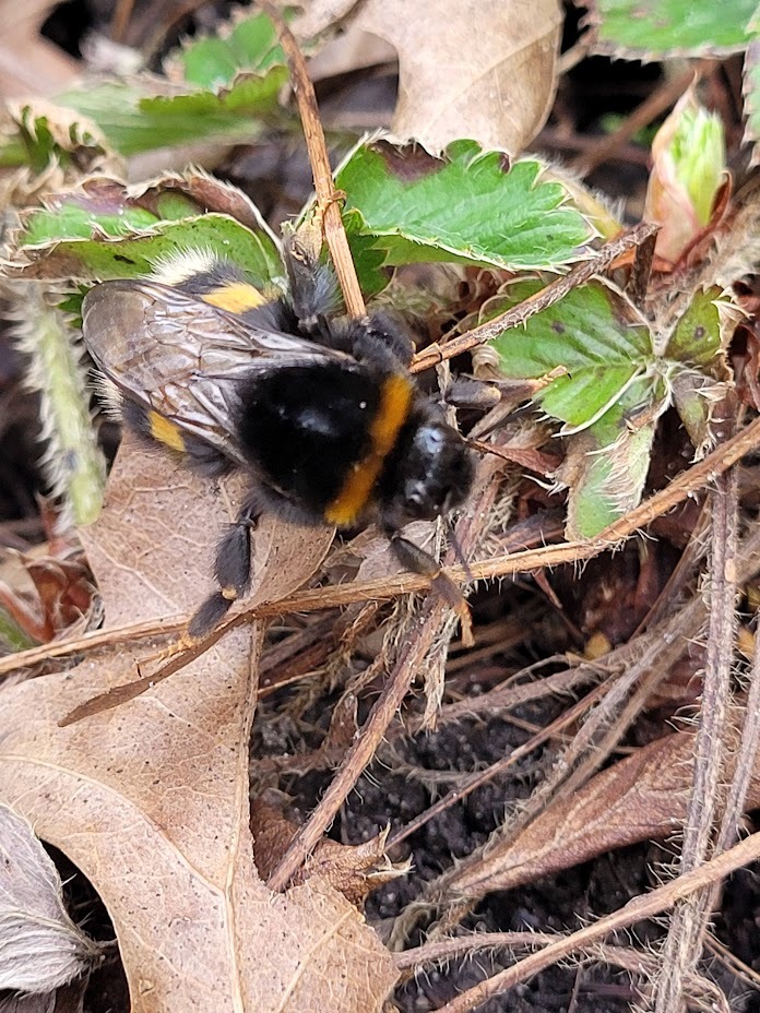 Vandaag zag ik de eerste hommel - Yoors