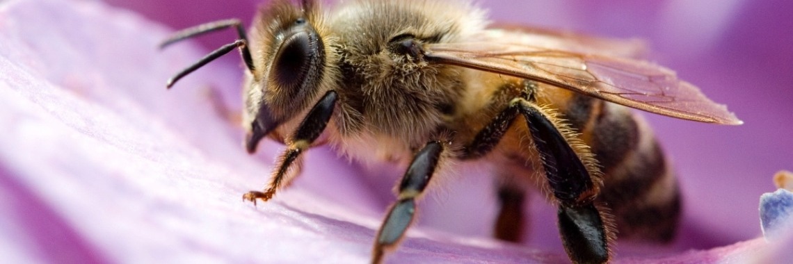 De bij sterft uit | Schapenkopje