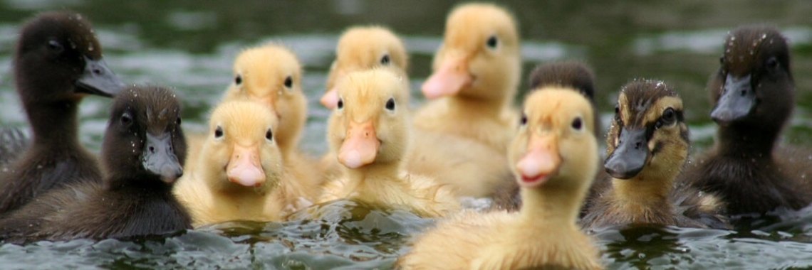 Eendenkuikens tellen. | Schapenkopje