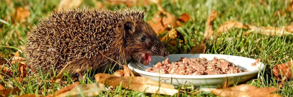Egels hebben het moeilijk | Schapenkopje