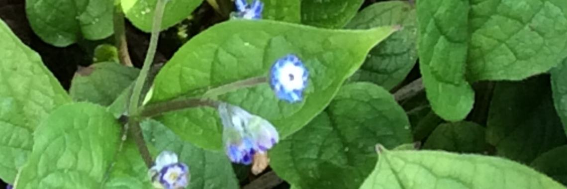 Lente in het land | Schapenkopje