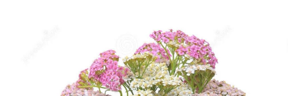Alchemilla Millefolia: the healing power of yarrow! | irisnova