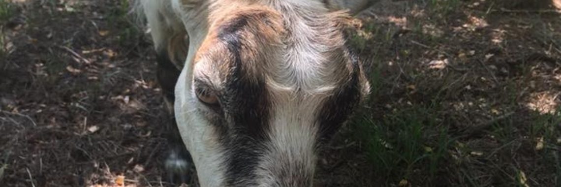 Weg met melkvee! BOEH!!! | irisnova