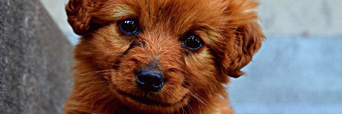 Schokkend: Dit beestje is dodelijk voor je hond! | BellaBebé♡