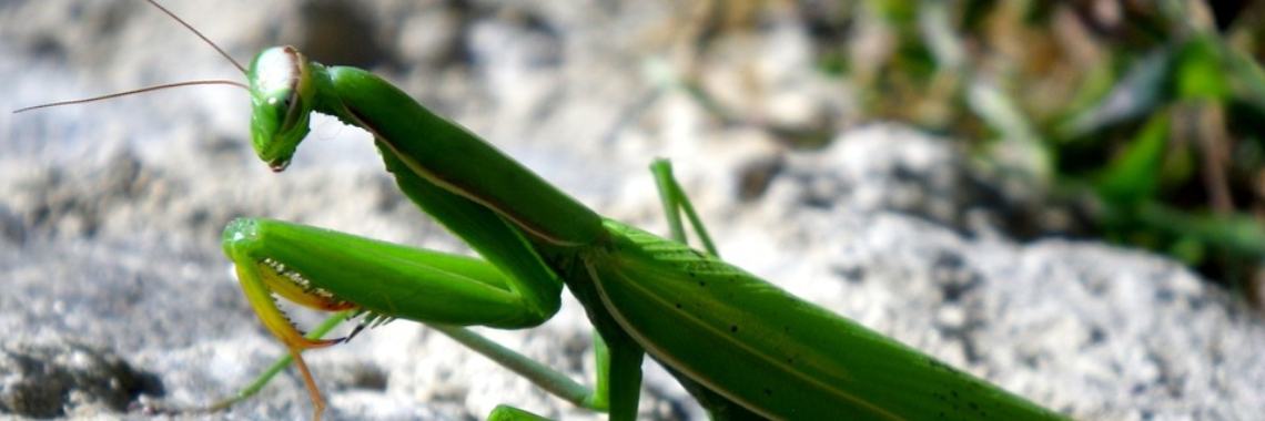 Praying mantis | Naturefreak