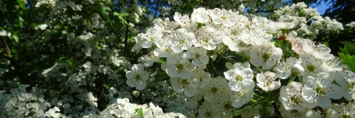 De bedwelmende meidoorn | Naturefreak