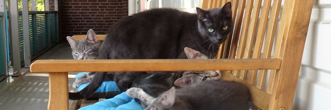 De bende van Spookie (4) | Naturefreak