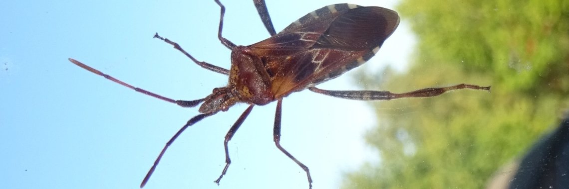 Der Blattbeinwanze im Haus | Naturefreak