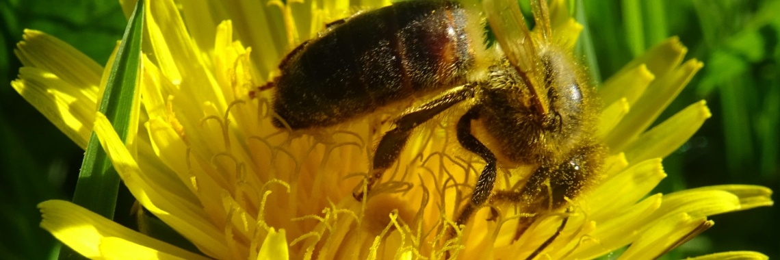De bloemetjes en de bijtjes | Naturefreak