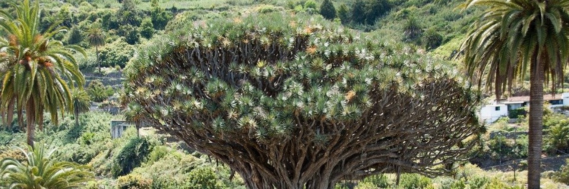 De drakenbloedboom | Naturefreak