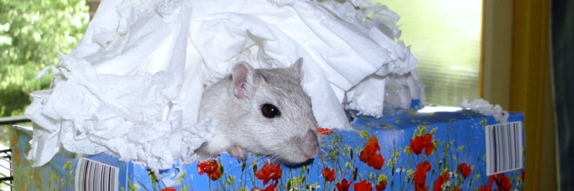 De geestdriftige gerbils | Naturefreak