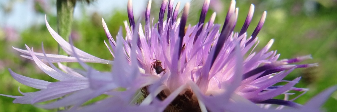 De grote centaurie | Naturefreak