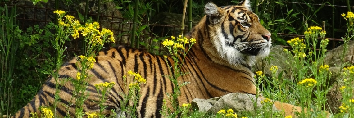 De hongerige tijger | Naturefreak