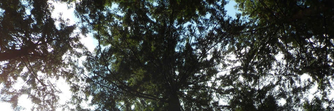 De hoogste boom van Nederland | Naturefreak