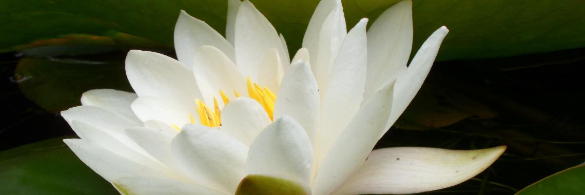 De Levenstuinen van het Groot Hontschoten | Naturefreak