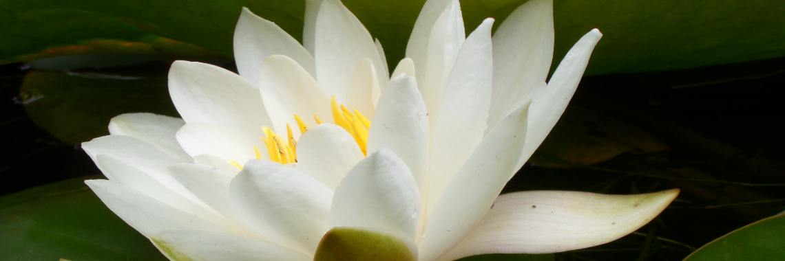 De Levenstuinen van het Groot Hontschoten (4) | Naturefreak