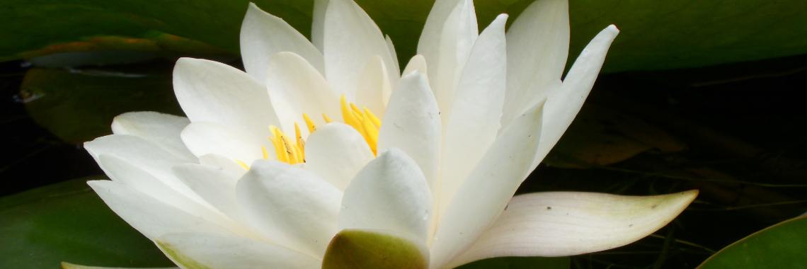 De Levenstuinen van het Groot Hontschoten (5) | Naturefreak