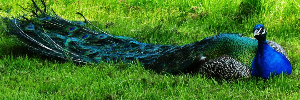 The Life Gardens of Groot Hontschoten (6) | Naturefreak