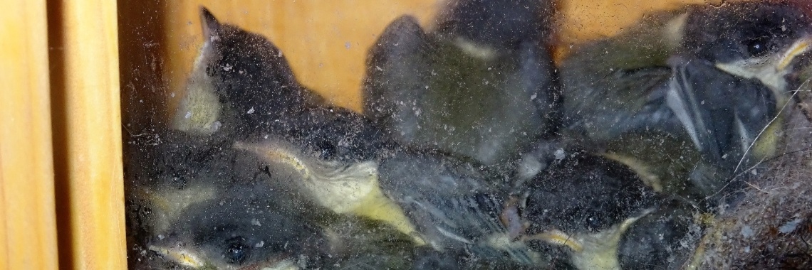 De meesjes worden groot | Naturefreak