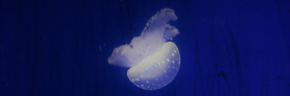 De ontvoerde kwal | Naturefreak