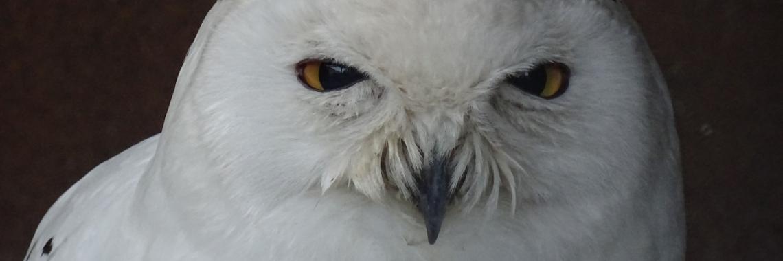 De verdwaalde sneeuwuil | Naturefreak